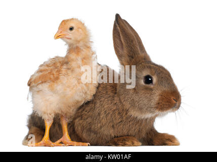 Chick debout à côté de lapin contre fond blanc Banque D'Images
