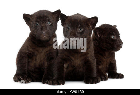 Jaguar cub, 2 mois, Panthera onca, assis à l'arrière-plan blanc Banque D'Images