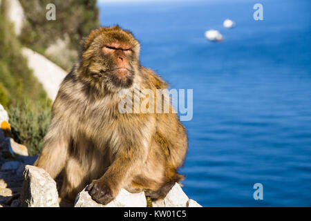 Un singe de Barbarie à Gibraltar Banque D'Images