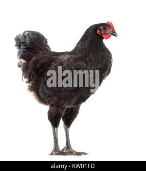 Australorp, âgé de 5 mois, contre fond blanc Banque D'Images