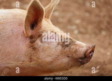 Portrait d'un visage de cochon. Banque D'Images