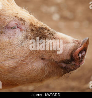 Portrait d'un visage de cochon. Banque D'Images