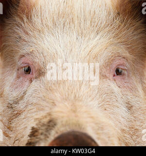 Portrait d'un visage de cochon. Banque D'Images