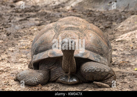 Tortue géante d'Aldabra (Aldabrachelys gigantea), Testudinidae. L'Union Estate Farm Banque D'Images