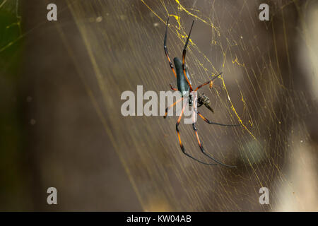 Red-legged Globe Doré-Spider web (Nephila inaurata madagascariensis). Araignée Nephila inaurata (Palm), (Tetragnathidae), Banque D'Images