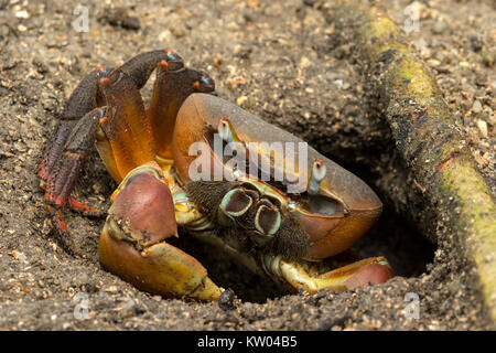 Terre brune (Cardisoma carnifex) Crabe, crabe Gecarcinidae, châtaigne, Red-griffe crabe Banque D'Images