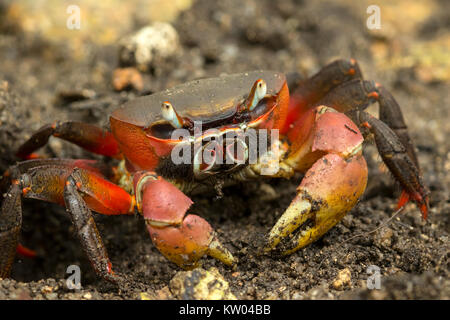 Terre brune (Cardisoma carnifex) Crabe, crabe Gecarcinidae, châtaigne, Red-griffe crabe Banque D'Images