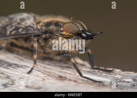 Encoche à cornes Cleg mâle (Haematopota pluvialis horsefly) la photo en gros plan de la tête. Cahir, Tipperary, Irlande. Banque D'Images