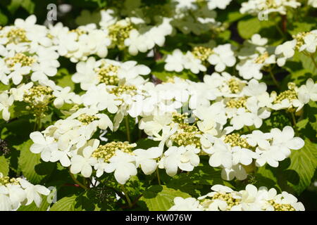 Floraison blanche fleur d'hortensias Banque D'Images