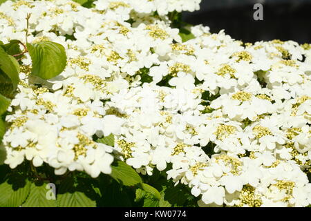 Floraison blanche fleur d'hortensias Banque D'Images