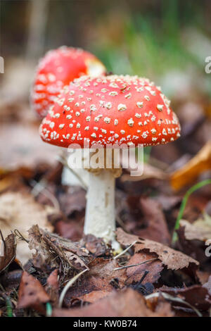 Close-up of red and white spotted la fructification de l'agaric fly toadstool (Amanita muscaria) croissant dans les bois en automne, Surrey, le sud de l'Angleterre, Royaume-Uni Banque D'Images