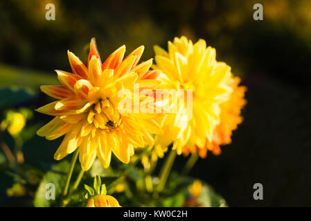 Deux jaune et rouge fleurs dahlias cactus Semi dans le soleil du matin en automne Banque D'Images