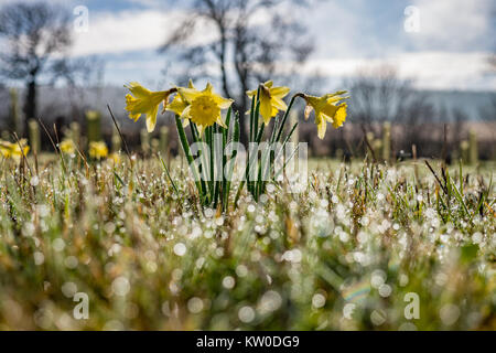 Les jonquilles recouverts d'une rosée matinale. Le Warwickshire, Angleterre. United Kingdom. Banque D'Images