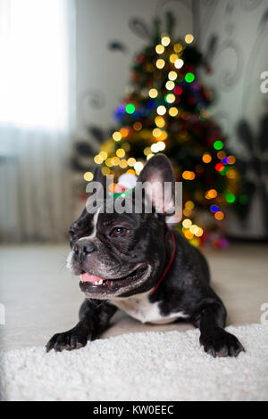 Un chien bouledogue français a collé dehors sa langue près de l'arbre de Noël Banque D'Images