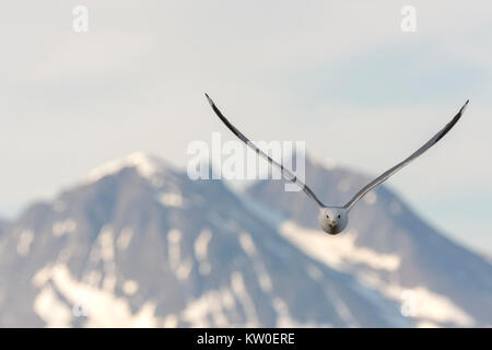 Mouette en vol sur la mer à Eggum en Norvège Banque D'Images