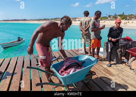 Les pêcheurs locaux l'éviscération et la vente des poissons fraîchement pêchés et le thon sur la jetée en bois à Santa Maria, île de Sal, Salina, Cap Vert, Afrique Banque D'Images