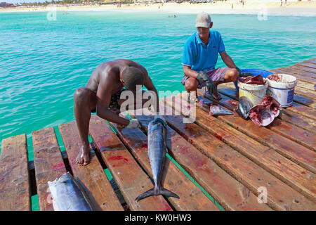 Les pêcheurs locaux d'éviscération et de filetage des poissons fraîchement pêchés sur la jetée en bois à Santa Maria, île de Sal, Salina, Cap Vert, Afrique Banque D'Images