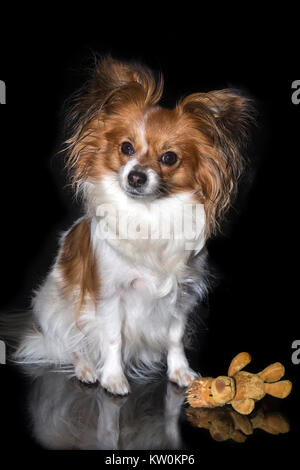 Papillon chien (Canis lupus familiaris)/ Petit Toy Spaniel, chien papillon Banque D'Images