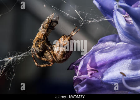 Spider et proie à Bury, Angleterre. Banque D'Images