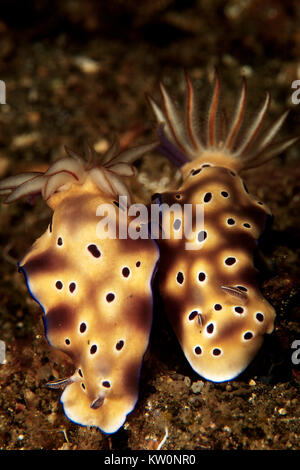 Paire de RISBECIA TRYONI NUDIBRANCHES (HYPSELODORIS TRYONI) dans le Détroit de Lembeh, INDONÉSIE Banque D'Images