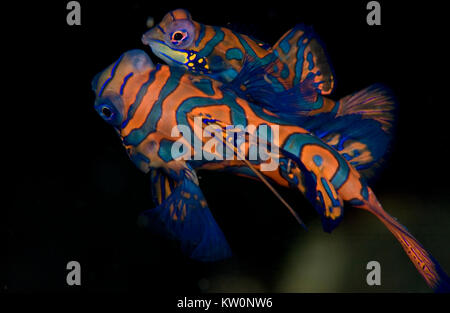 MANDARINFISH OU MANDARIN DRAGONET (Synchiropus splendidus) Banque D'Images