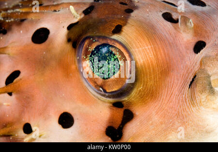 CLOSE UP OF LONG-SPINE FISH EYE PORCUPINE Banque D'Images