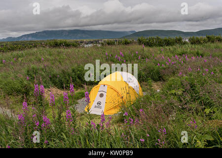 Une tente de camping situé dans un champ de fleurs à l'épilobe McNeil River State Game Sanctuary sur le Cook Inlet, Alaska. Le site distant est accessibles qu'avec un permis spécial et est la plus importante population saisonnière d'ours bruns dans leur environnement naturel. Banque D'Images