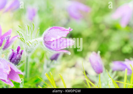 Printemps fleurs Anémone Banque D'Images