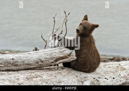 Un ours brun printemps cub mâche en bois flotté sur la plage le long de la Cook Inlet au McNeil River State Game Sanctuary sur la péninsule de l'Alaska Katmai,. Le site distant est accessibles qu'avec un permis spécial et est la plus importante population saisonnière de l'ours grizzli dans leur environnement naturel. Banque D'Images