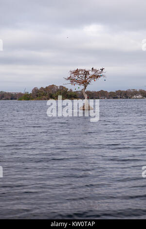 Winter Park Scenic Boat Tour, Winter Park, Floride Banque D'Images