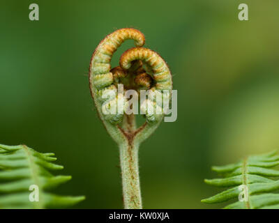 Nouvelle croissance verticale de bracken bud qui se déroule dans le ressort Banque D'Images