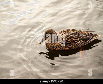 Canard colvert dans Ropner Park,Stockton-on-Tees, Royaume-Uni Banque D'Images