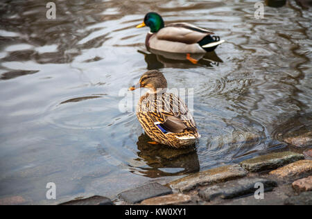 Les canards colverts dans Ropner Park, Stockton-on-Tees, Royaume-Uni Banque D'Images