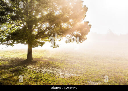 Un grand arbre vert en automne avec les feuilles d'orange dans la brume, brouillard, et rayons de soleil, de briller à travers silhouette dans le brouillard matin concept campagne Banque D'Images