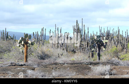 Ou Opuntia figuier de Barbarie (Opuntia saxicola) croître parmi les rochers de lave et d'arbustes épineux dans la zone aride d'Isabela. Cette espèce est endémique à Isabela Banque D'Images