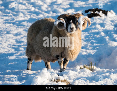 Moutons Blackface en quête de nourriture dans la neige près de Woolfords, en Écosse. Banque D'Images