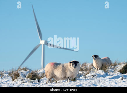 Moutons Blackface en quête de nourriture dans la neige avec les éoliennes derrière eux, en Écosse. Banque D'Images