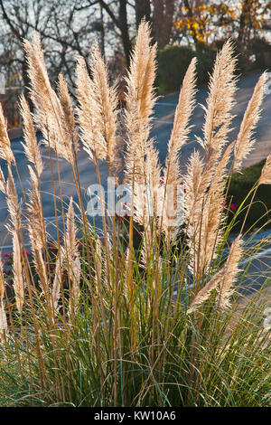 Tennessee plantes dans la lumière ,ensoleillée, Lookout Mountain, Chattanooga, Tennessee, United States, Lookout Mountain, Chattanooga, Tennessee , Banque D'Images