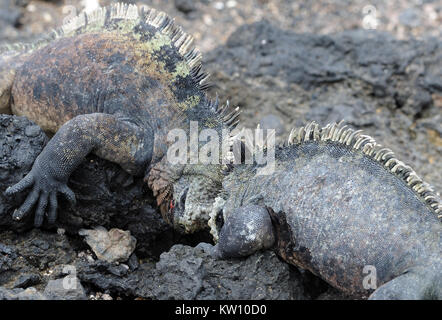 Deux grand mâle Iguana iguana marine des Galápagos ou (Amblyrhynchus cristatus cristatus) pousser les uns contre les autres chefs d'affirmer une position dominante. Cette sous-espèce Banque D'Images