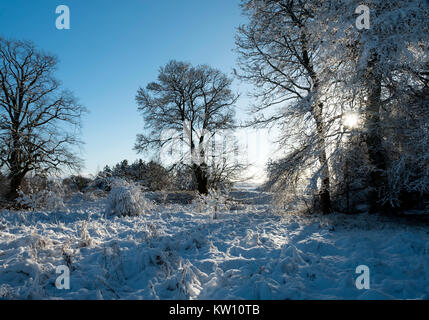 La neige a couvert près de forestiers reconnus dans le Lanarkshire, Écosse Banque D'Images