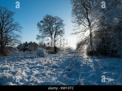 La neige a couvert près de forestiers reconnus dans le Lanarkshire, Écosse Banque D'Images