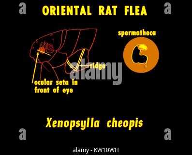 Une illustration montrant les caractéristiques anatomiques de l'Oriental, Xenopsylla cheopis aux puces de Rat . Remarque l'oculaire seta en avant de l'œil, une crête en forme de V sur le mesopleuron, et une spermathèque qui possède une partie basale non pigmentée. Image courtoisie CDC, 1976. Banque D'Images
