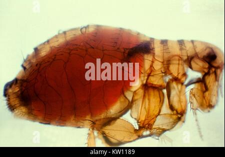 Xenopsylla cheopis, Oriental, aux puces de rat avec un proventricular masse peste. Au cours de l'alimentation, la puce s'appuie les organismes viables Y. pestis dans son œsophage, et se multiplier et bloquer le proventricule juste en face de l'estomac plus tard, forçant la puce à régurgiter du sang infecté dans le camp lorsqu'il tente d'avaler. Image courtoisie CDC. 1981. Banque D'Images