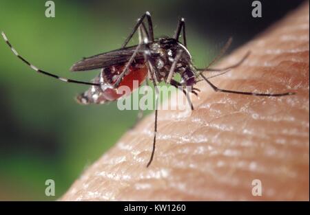 Une femelle engorgée de sang moustique Aedes albopictus se nourrissant d'un hôte humain. Dans des conditions expérimentales le moustique Aedes albopictus, également connu sous le nom de moustique tigre asiatique, s'est révélé être un vecteur du virus du Nil occidental. L'Aedes est un genre de la famille des Culicine mosquitoes. Image courtoisie CDC/James Gathany, 2001. Banque D'Images
