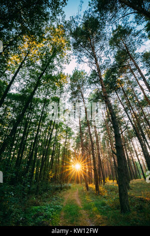 Soleil qui brille plus de Forest Lane, route de campagne, le chemin de ronde à travers forêt de pins. Coucher du soleil lever du soleil en été, les arbres forestiers Bois. Banque D'Images