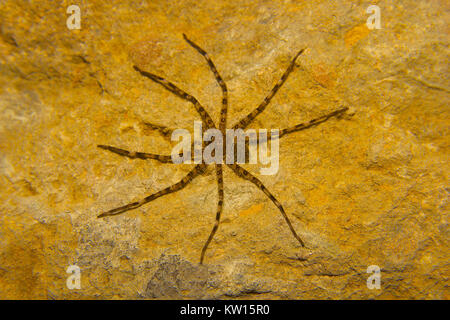 Huntsman spider, Heteropoda sp. Parc national de Sanjay Gandhi, Mumbai, Maharashtra, Inde. Banque D'Images