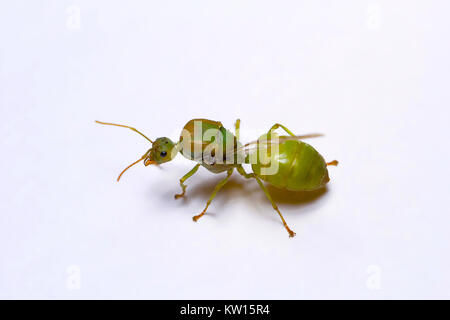 Reine des fourmis tisserandes, Oellcophylla smaragdina. Pondicherry, Tamilnadu, IndiaDescription :- trouvé dans la forêt tropicale de l'Inde péninsulaire, sud-est de l'Asi Banque D'Images