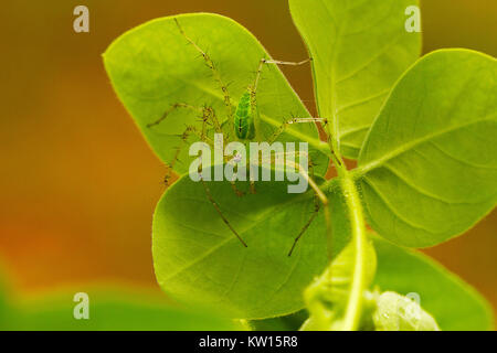 Green Spider Lynx, Peucetia viridana. Mumbai, Maharashtra, Inde. Banque D'Images