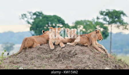 Groupe de jeunes lions sur la colline. Le lion (Panthera leo nubica), connu sous le nom de l'East African ou Massai Lion Banque D'Images