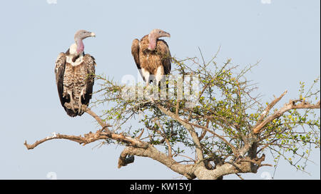 Les vautours à dos blanc (Gyps africanus) assis et à la recherche sur un grand arbre Banque D'Images